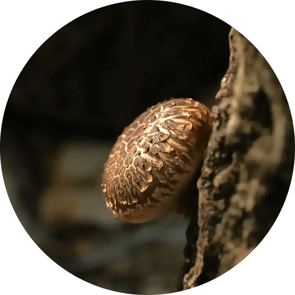 Mushrooms For Dogs by MycoDog CBD Dog Health