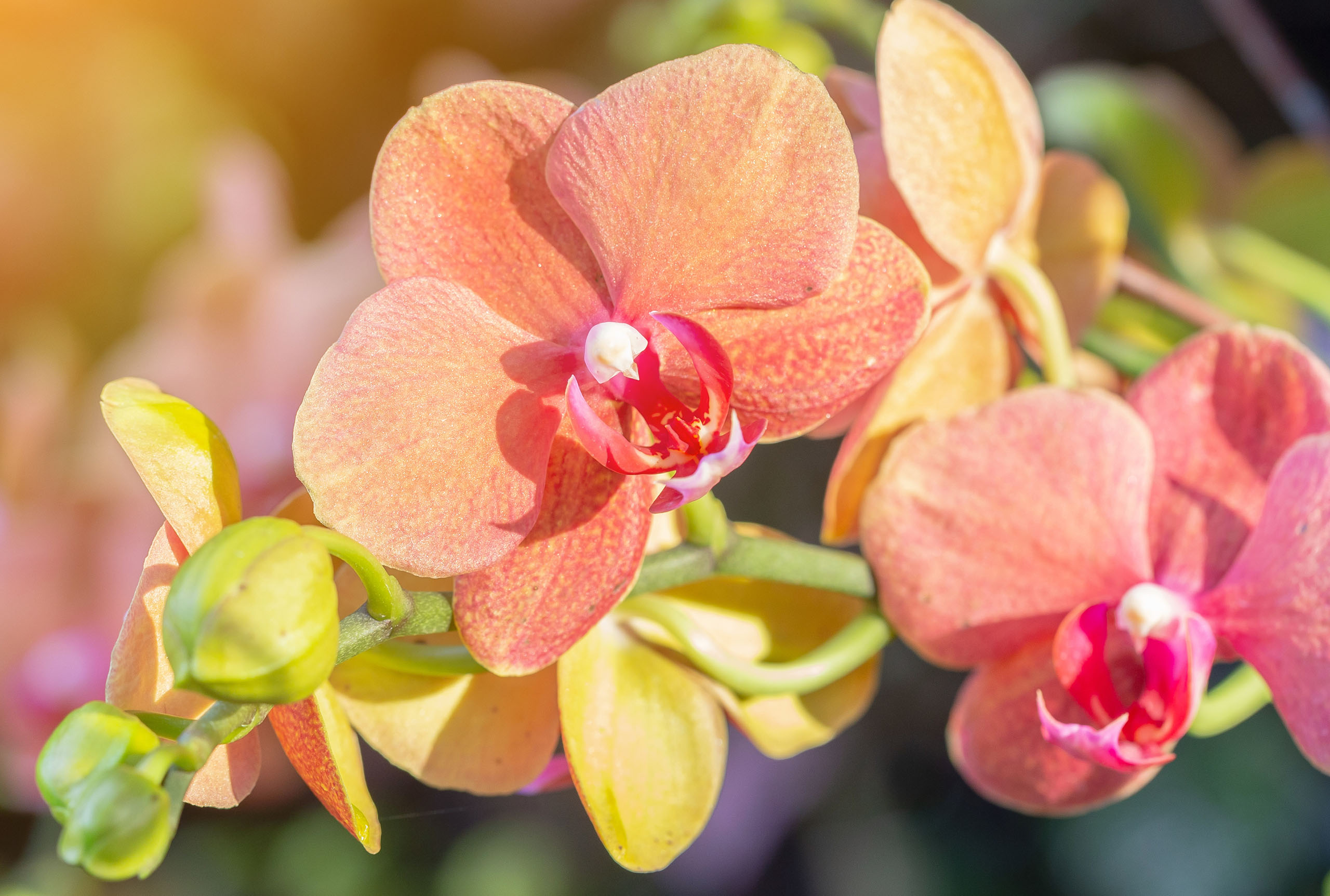 Orchid Cove CB Design