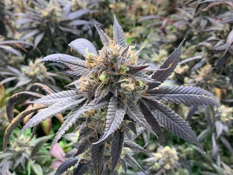 Everything to Know About Ohio Medical Marijuana Law cbdication