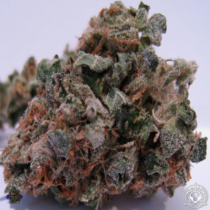 SeedSupreme Reviews 25 off Discount Coupon