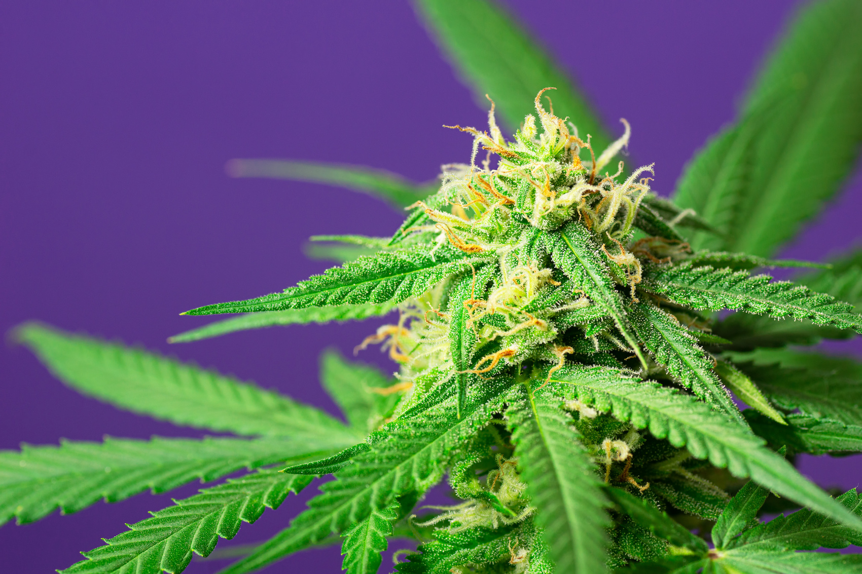 Cannabidiol (CBD) Benefits, Side Effects, Uses, Dosing