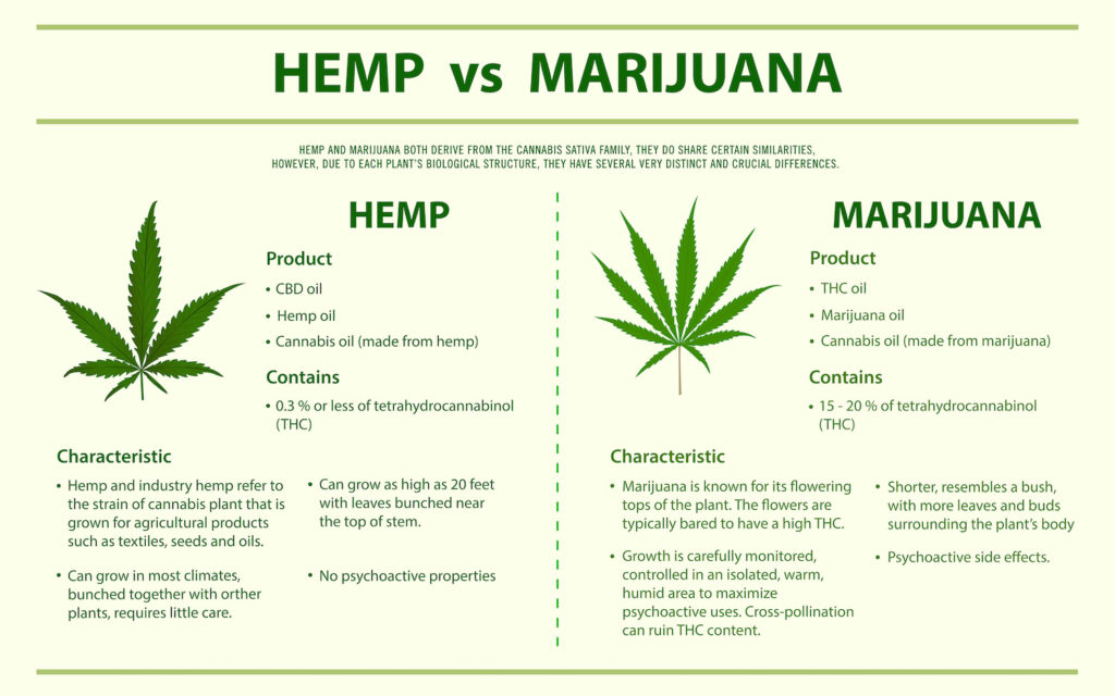 Hemp vs. Marijuana Is Hemp Same As Weed? How to Tell the Difference?