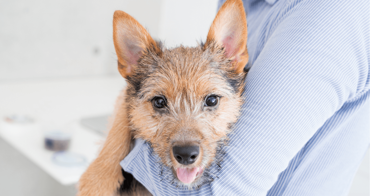 How to treat separation anxiety in dogs CBD Vets Australia