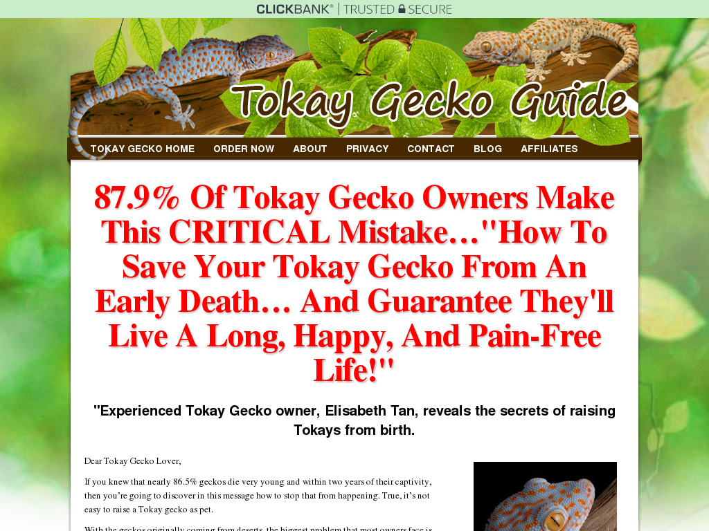 Tokay Gecko Lizard Care Information Home And Garden Ideas