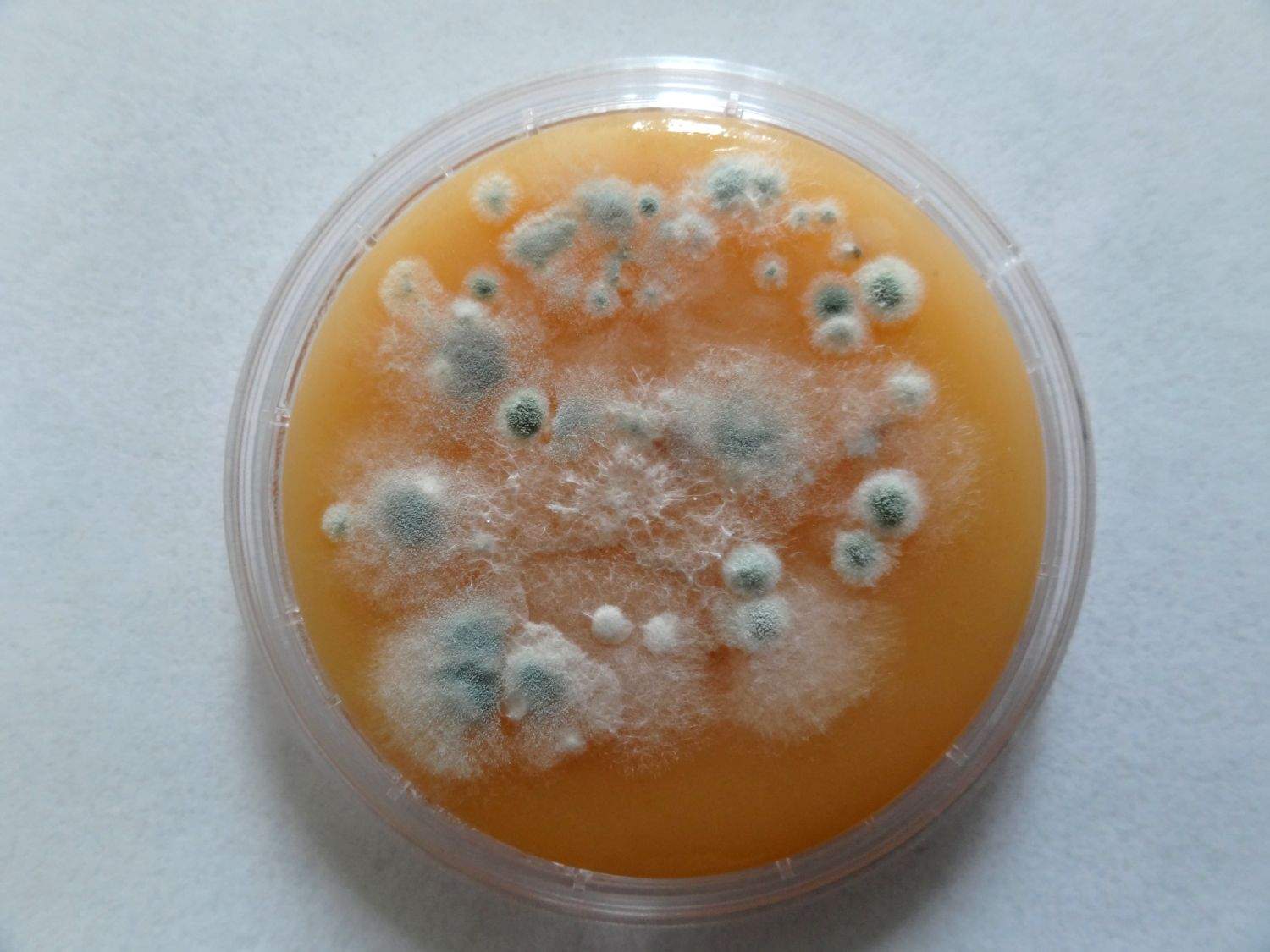 Skimmelsvamp test (4) • CBGroup