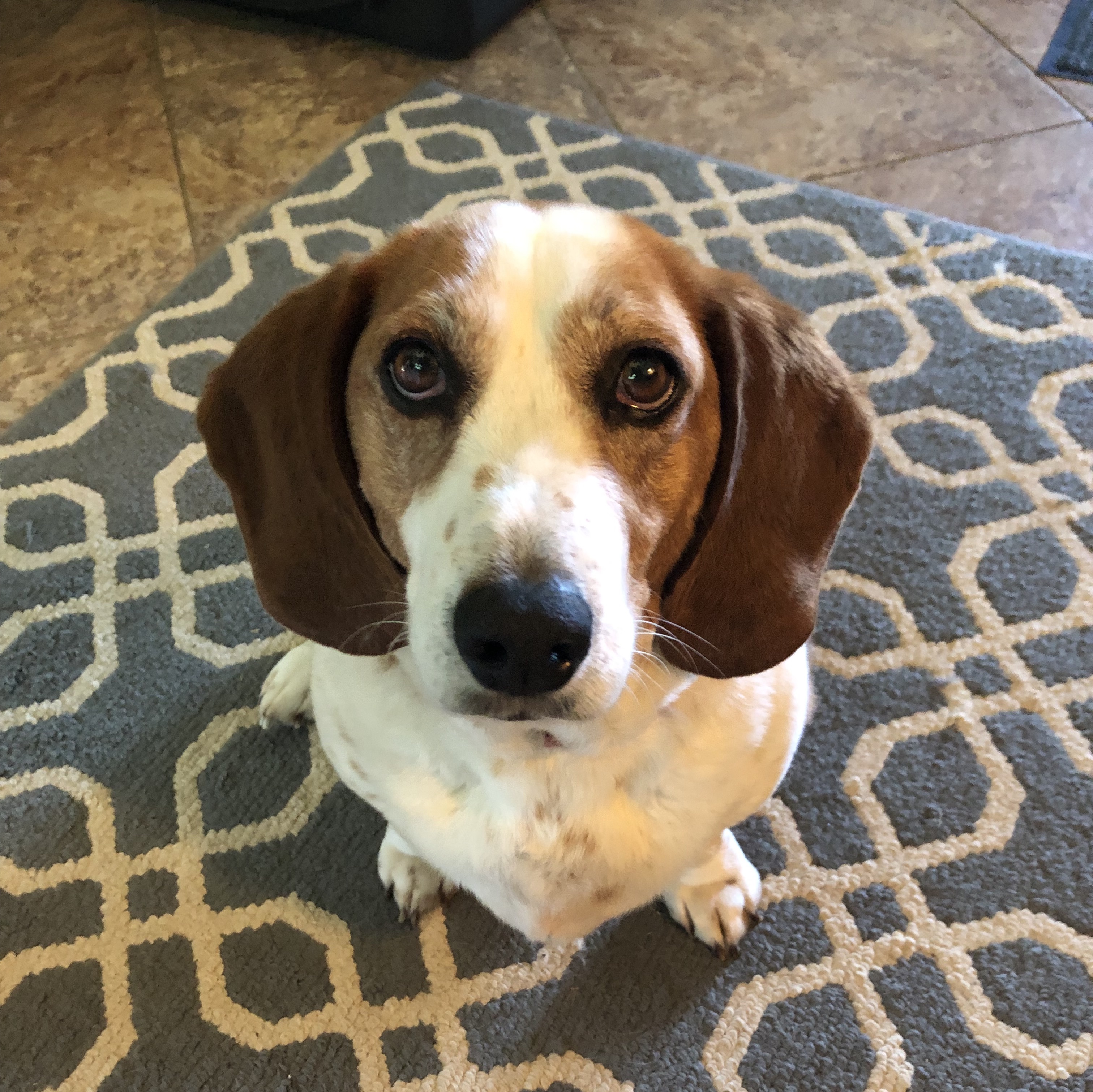 Lucy Carolina Basset Hound Rescue