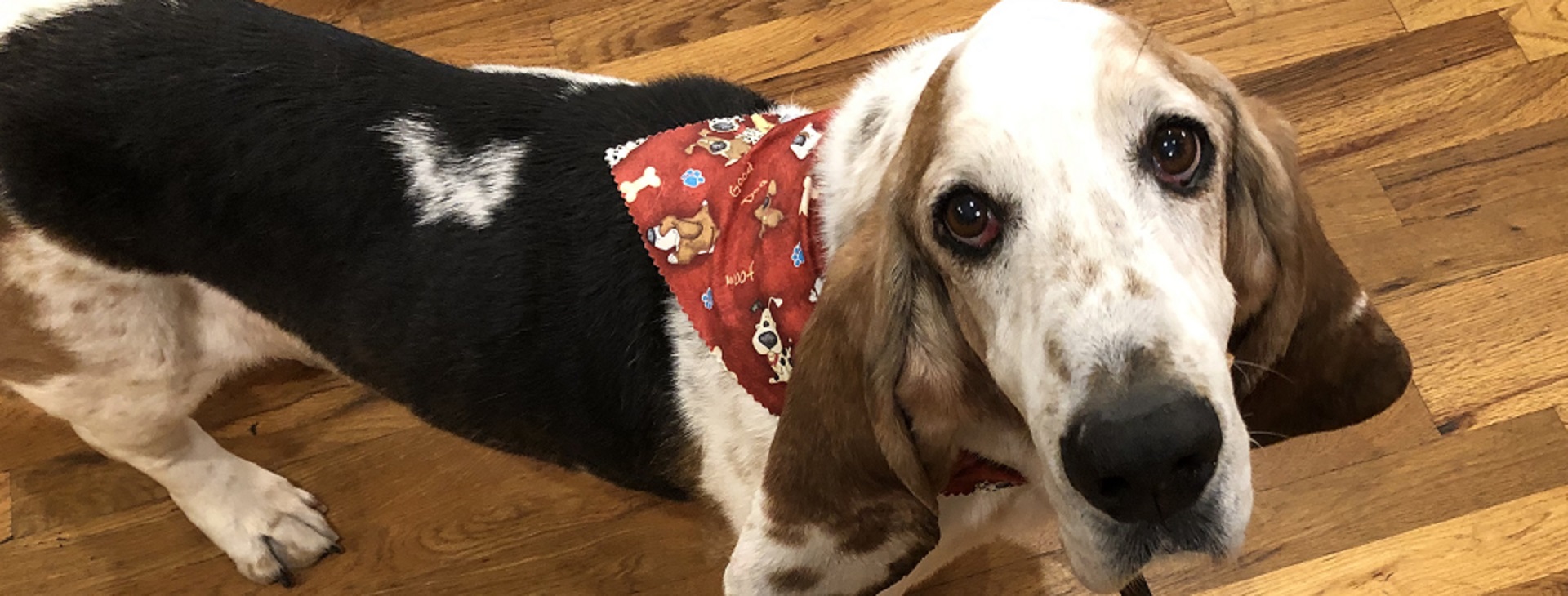 Home Carolina Basset Hound Rescue