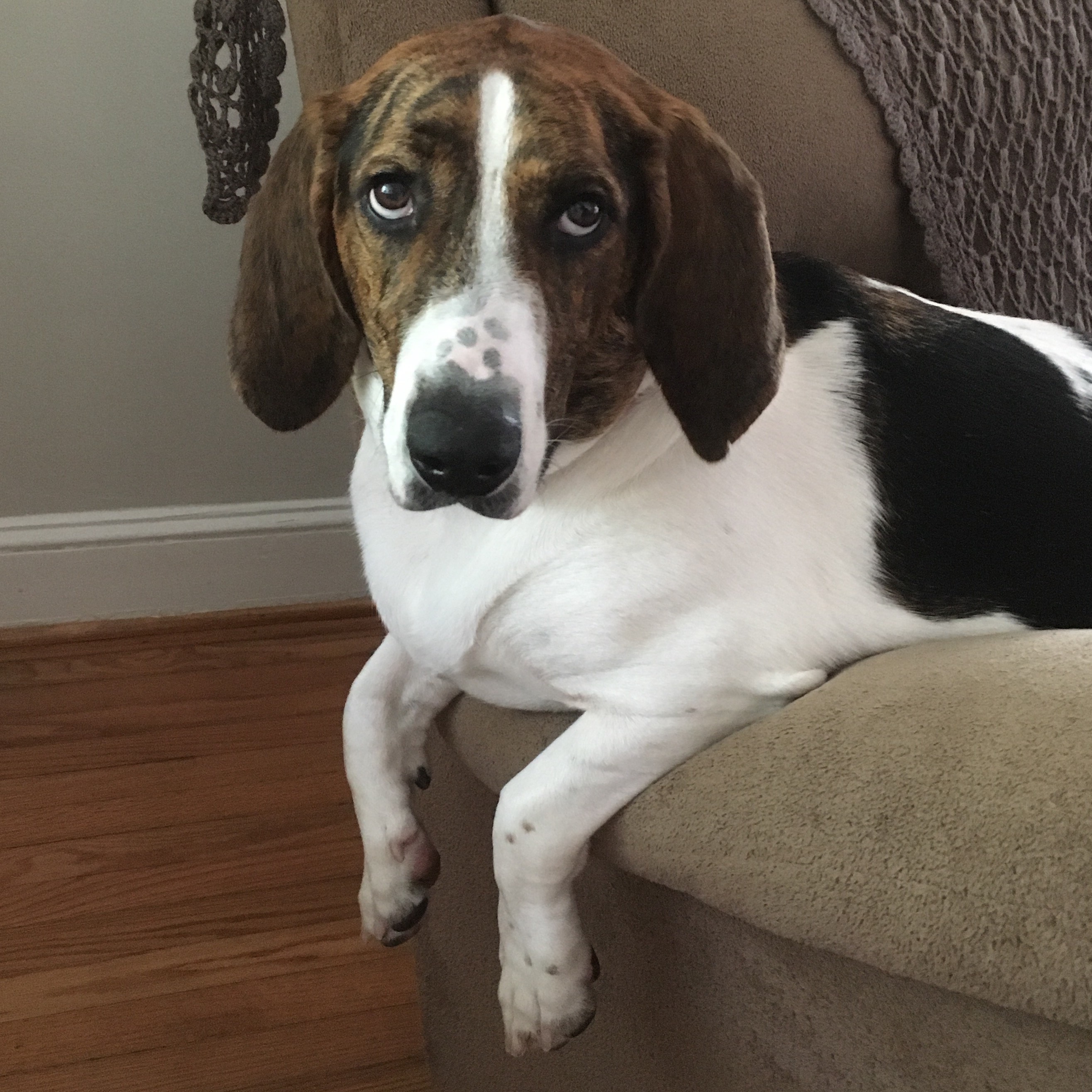 Maggie Carolina Basset Hound Rescue