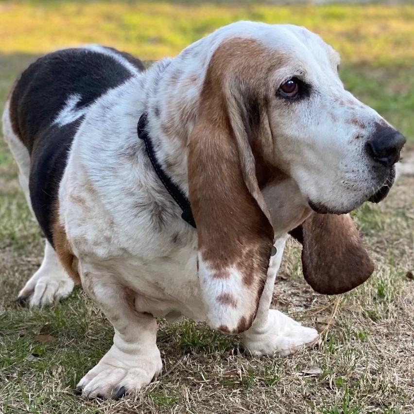 Flash Carolina Basset Hound Rescue