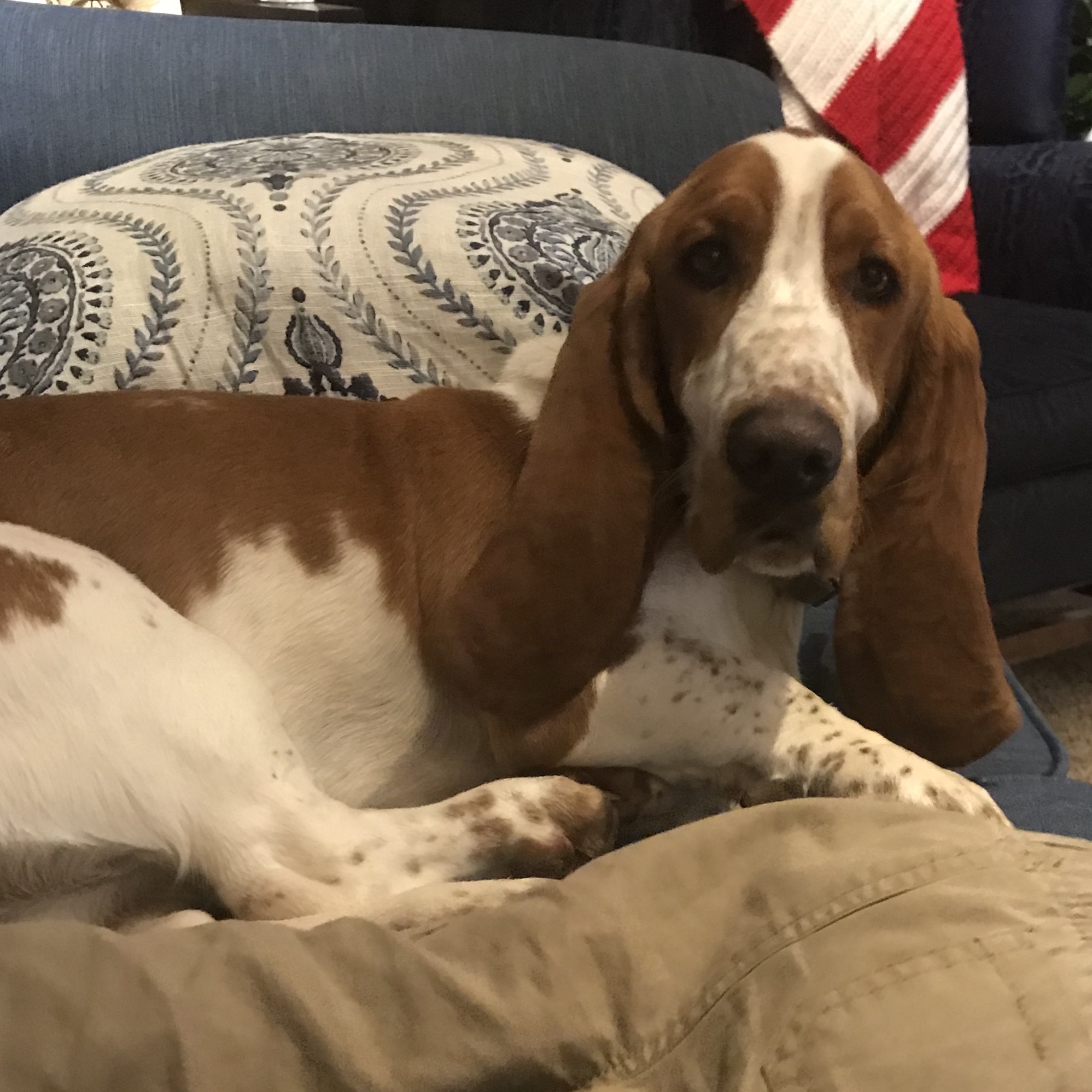 Duke Carolina Basset Hound Rescue