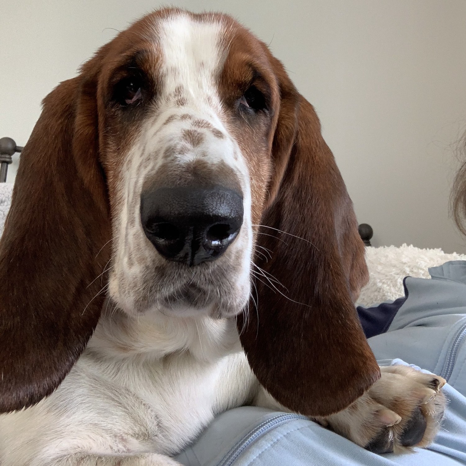 Fred Carolina Basset Hound Rescue