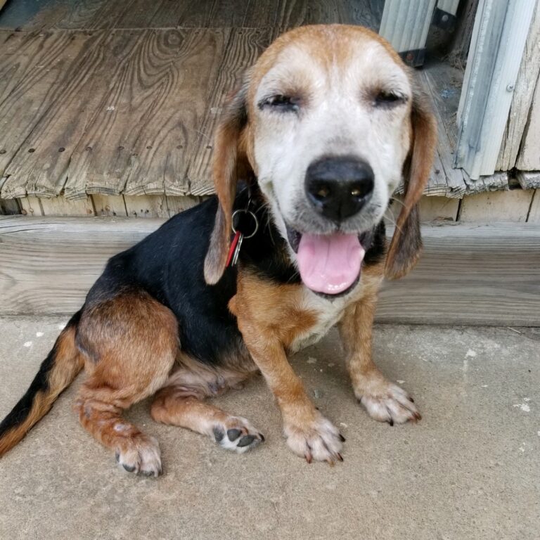 Bassets Carolina Basset Hound Rescue