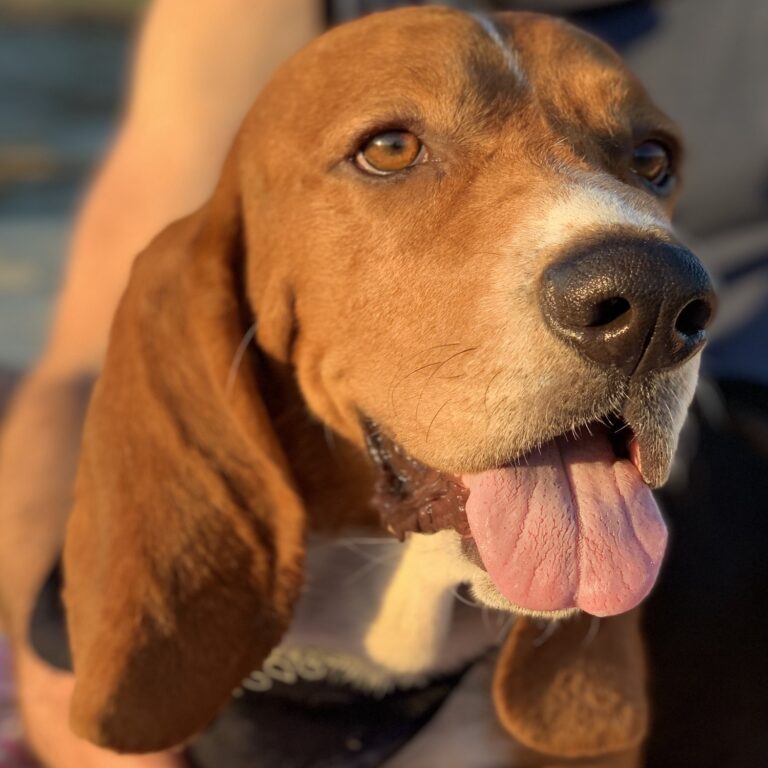 Bassets Carolina Basset Hound Rescue