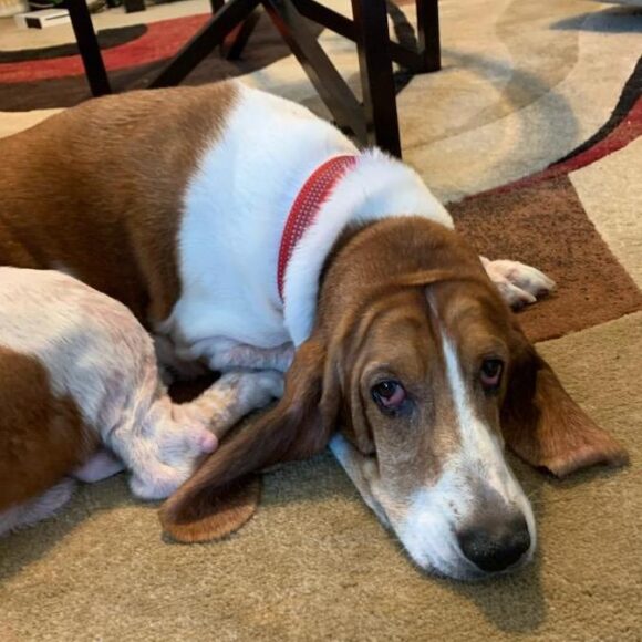 Bassets Carolina Basset Hound Rescue