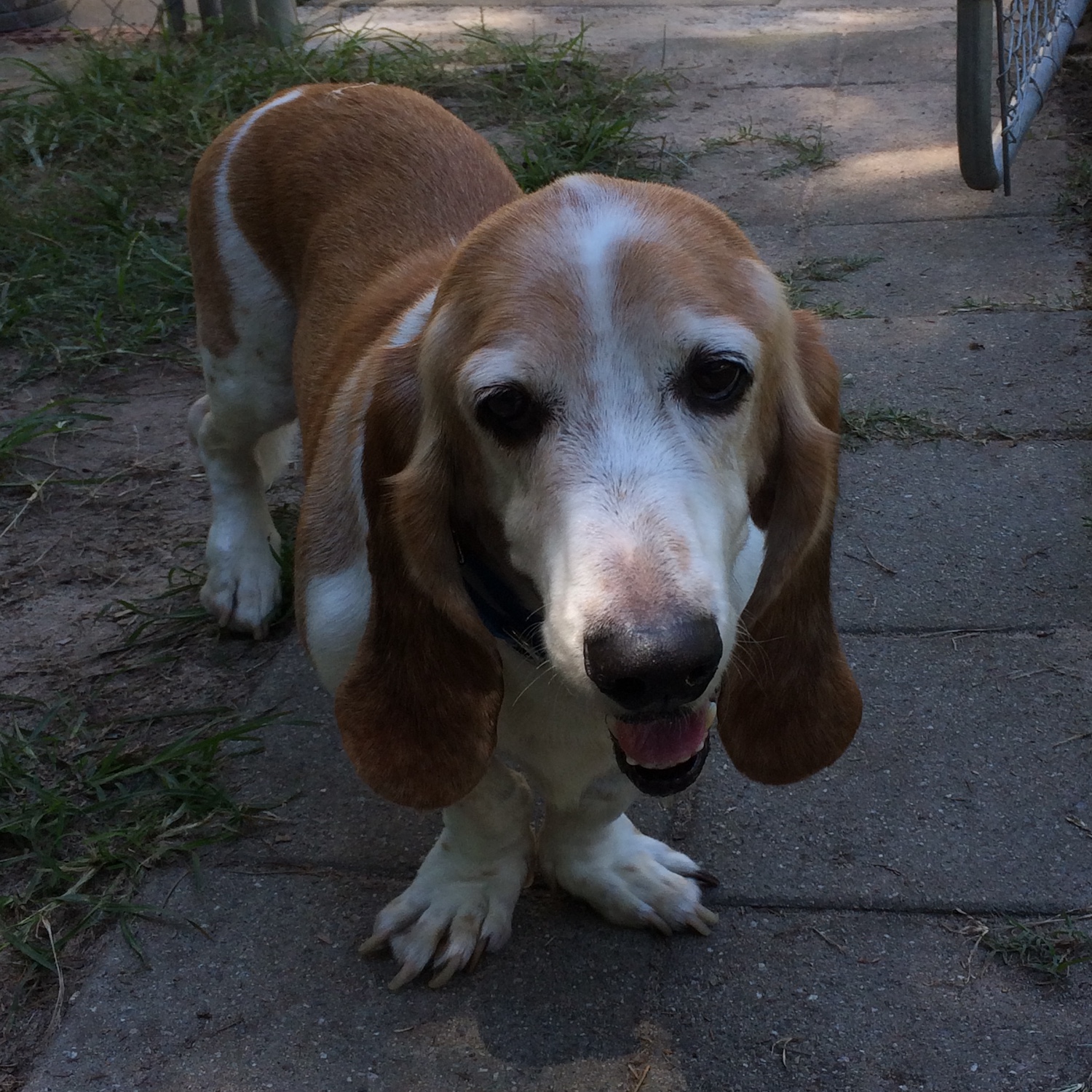 Bassets Carolina Basset Hound Rescue