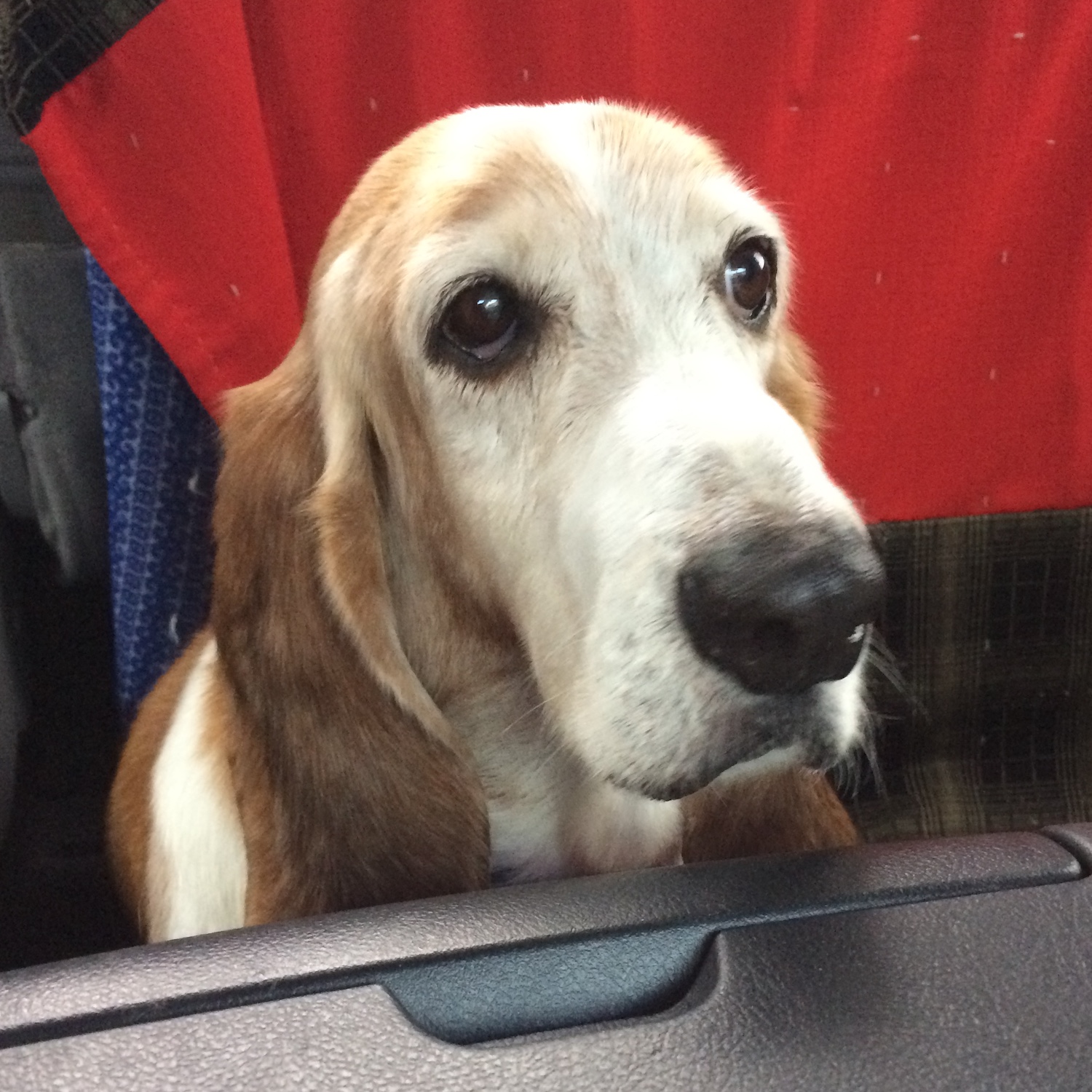 Bruiser Carolina Basset Hound Rescue