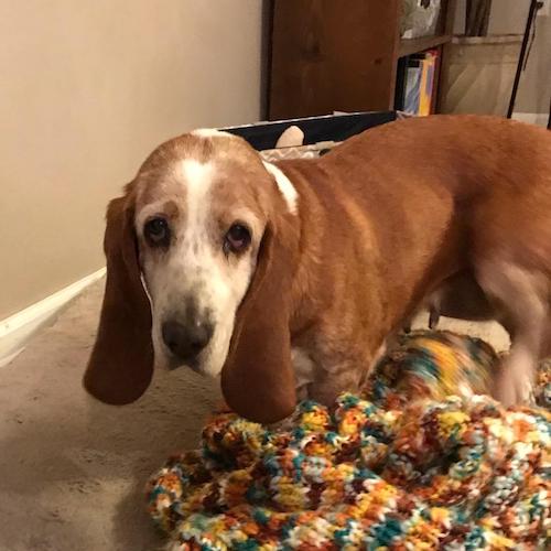 Bassets Carolina Basset Hound Rescue
