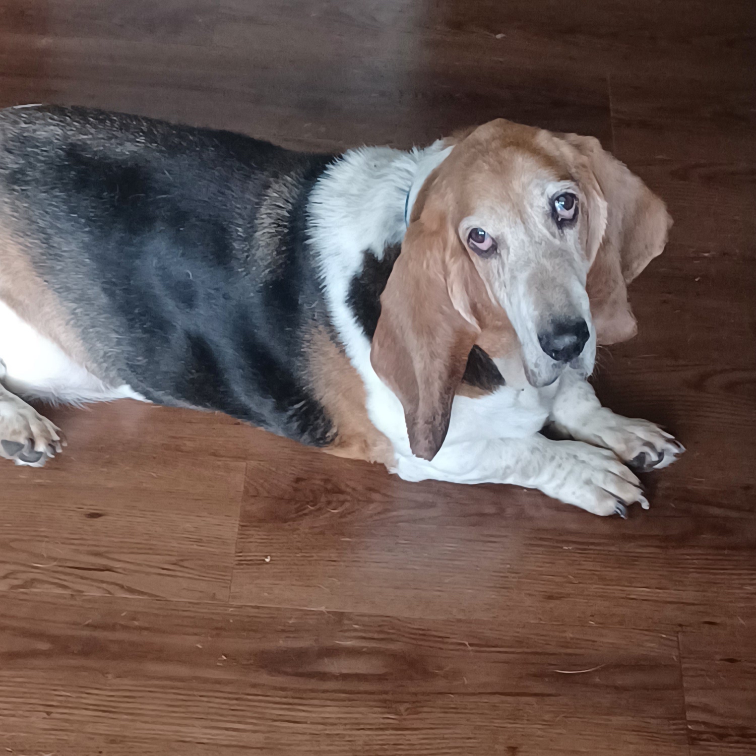 Bassets Carolina Basset Hound Rescue