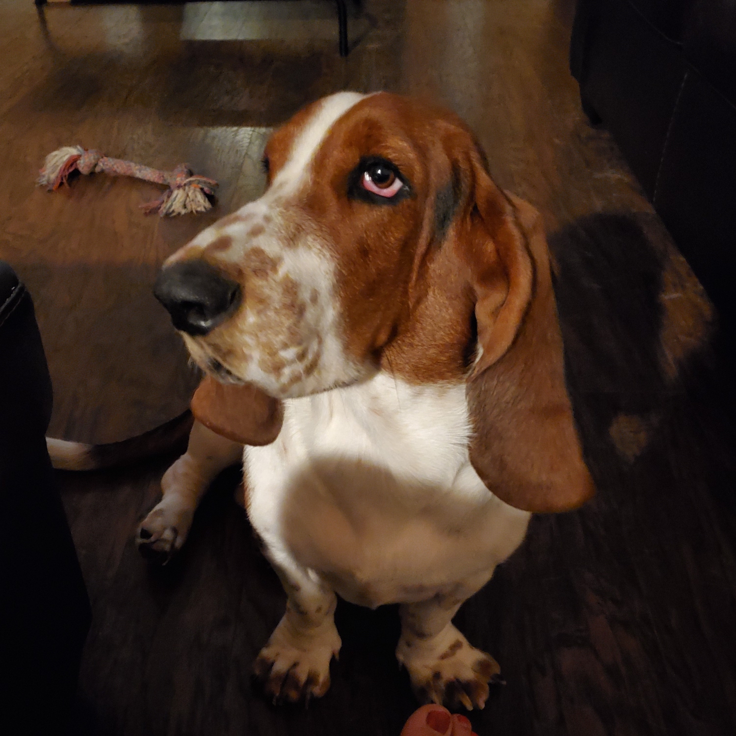 Bassets Carolina Basset Hound Rescue