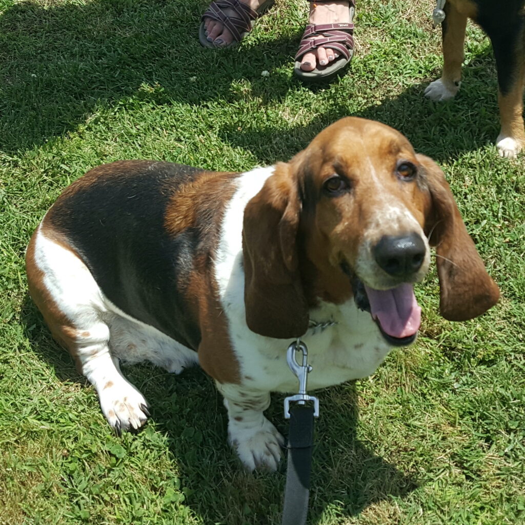 Bassets Carolina Basset Hound Rescue