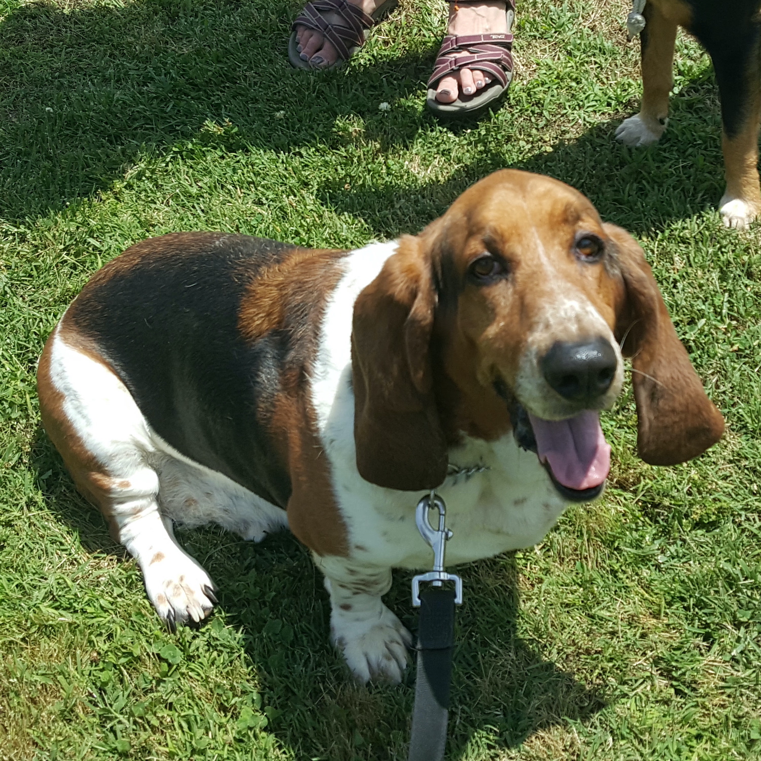 Bassets Carolina Basset Hound Rescue