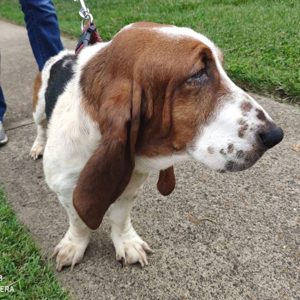 Woofie Carolina Basset Hound Rescue