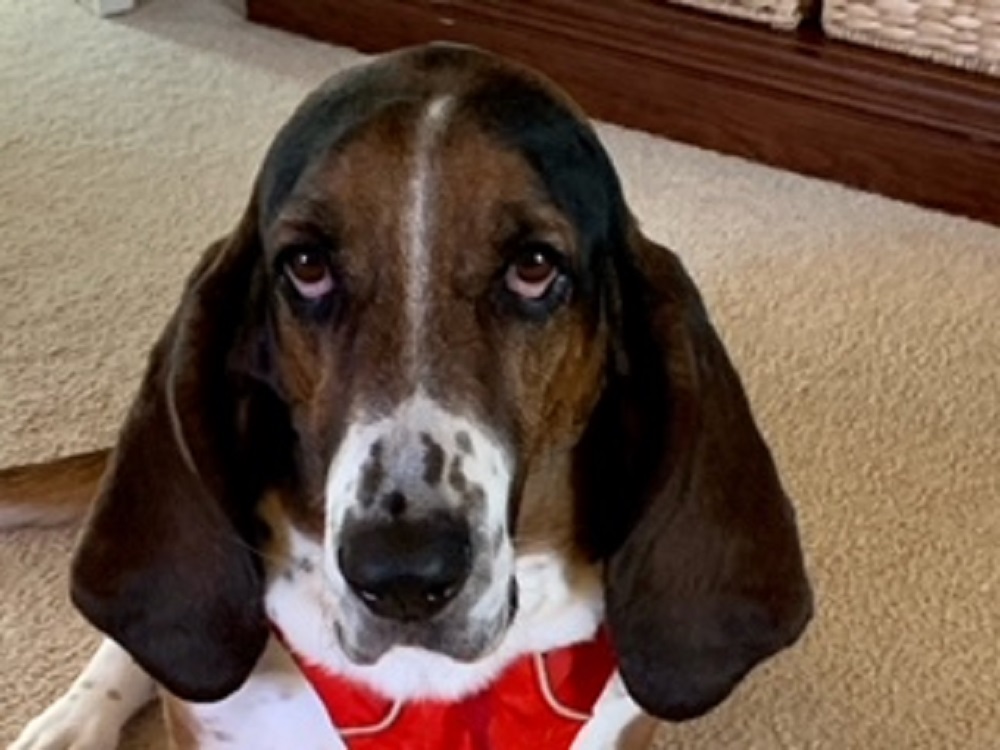 Duke 1 Carolina Basset Hound Rescue