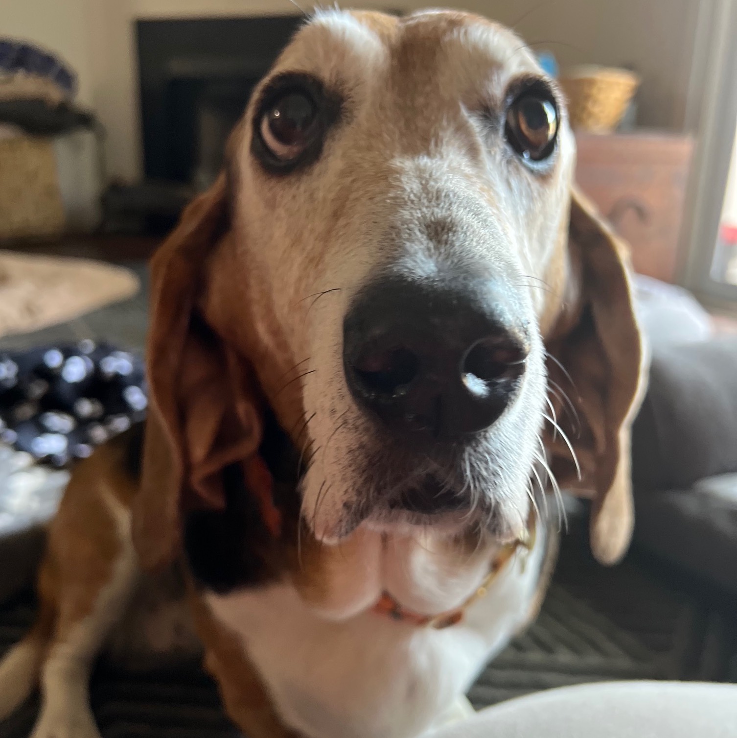 Bassets Carolina Basset Hound Rescue