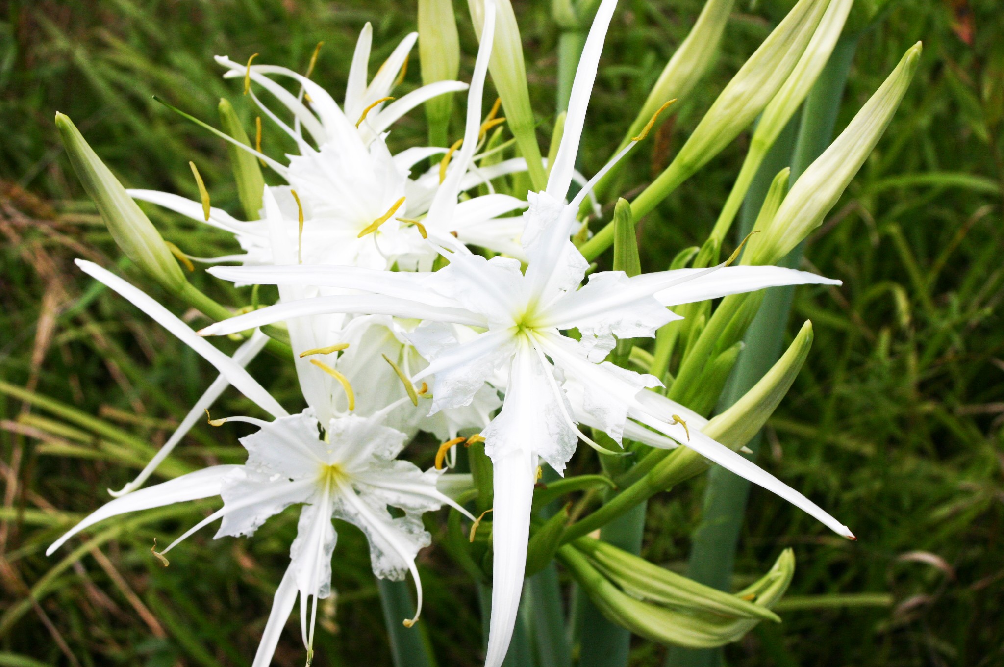 Dragon Lily Stock Photos CreateBlog