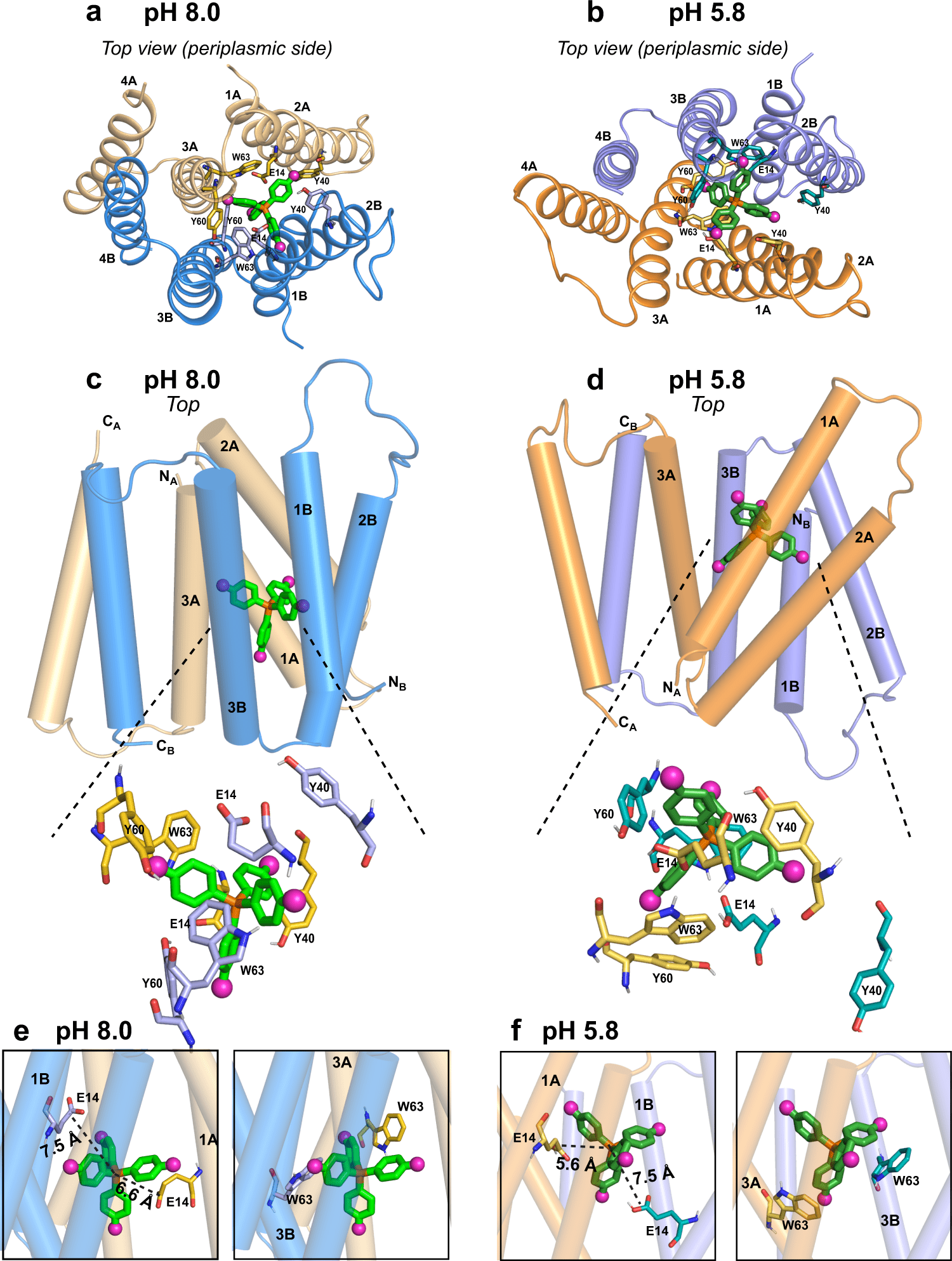 Protein Structure of a Small Multidrug Resistance Transporter ‘EmrE