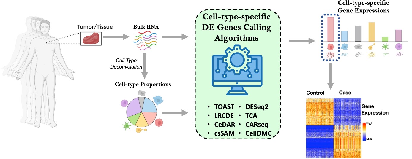 Cell TypeSpecific Differential Gene Expression A Guide Through The