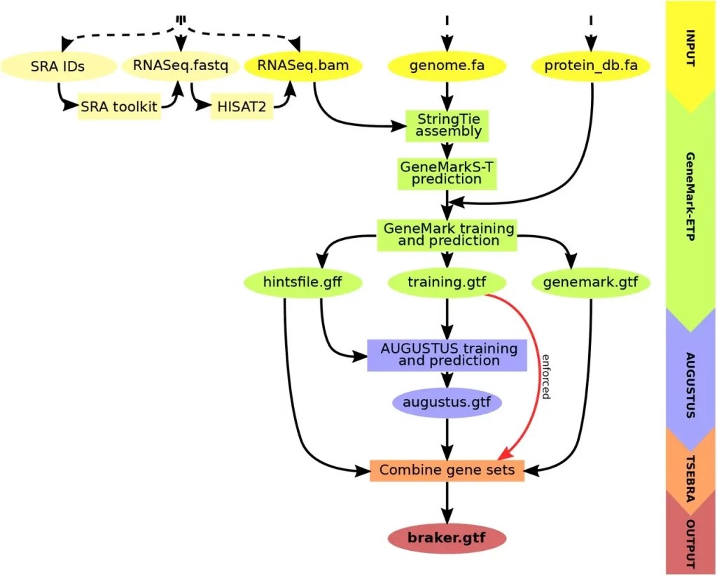 Accurate Annotation of Eukaryotic Genomes Made Easy The BRAKER3