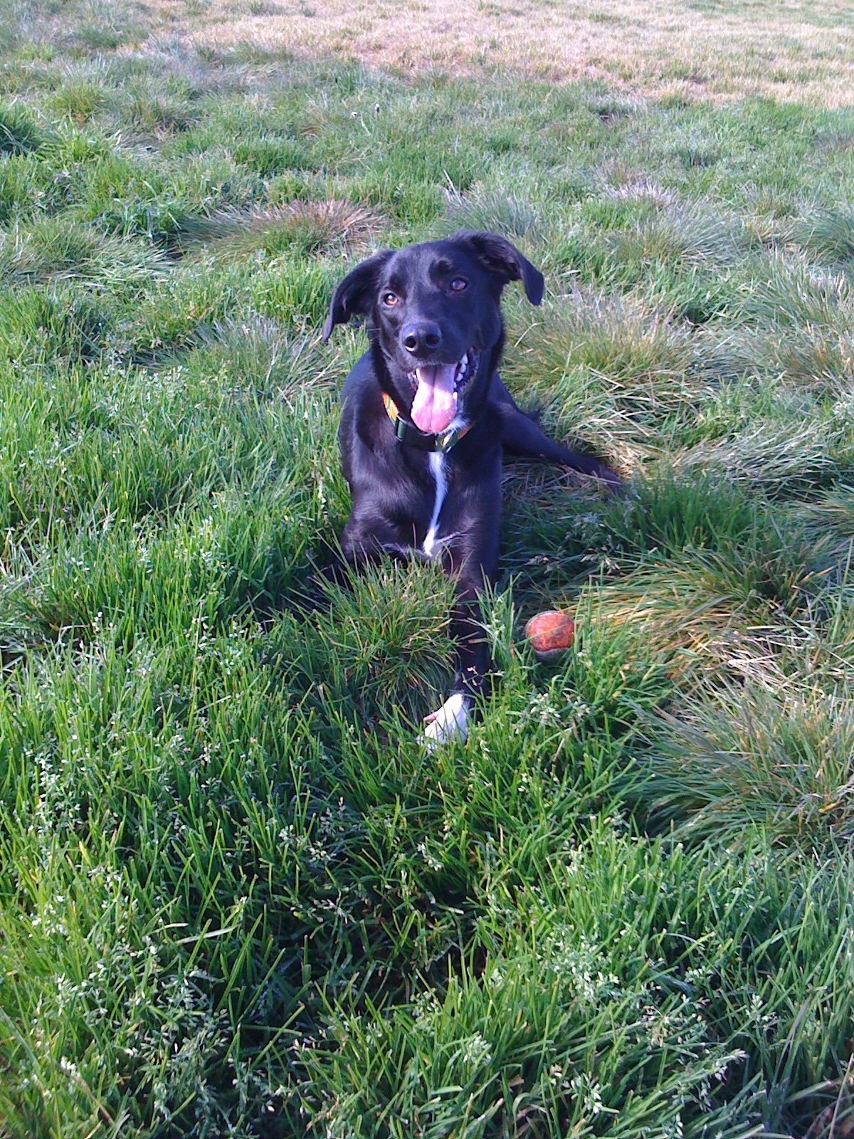 Moving to the S.F. Bay Area with a dog or cat? Tips on how to make your