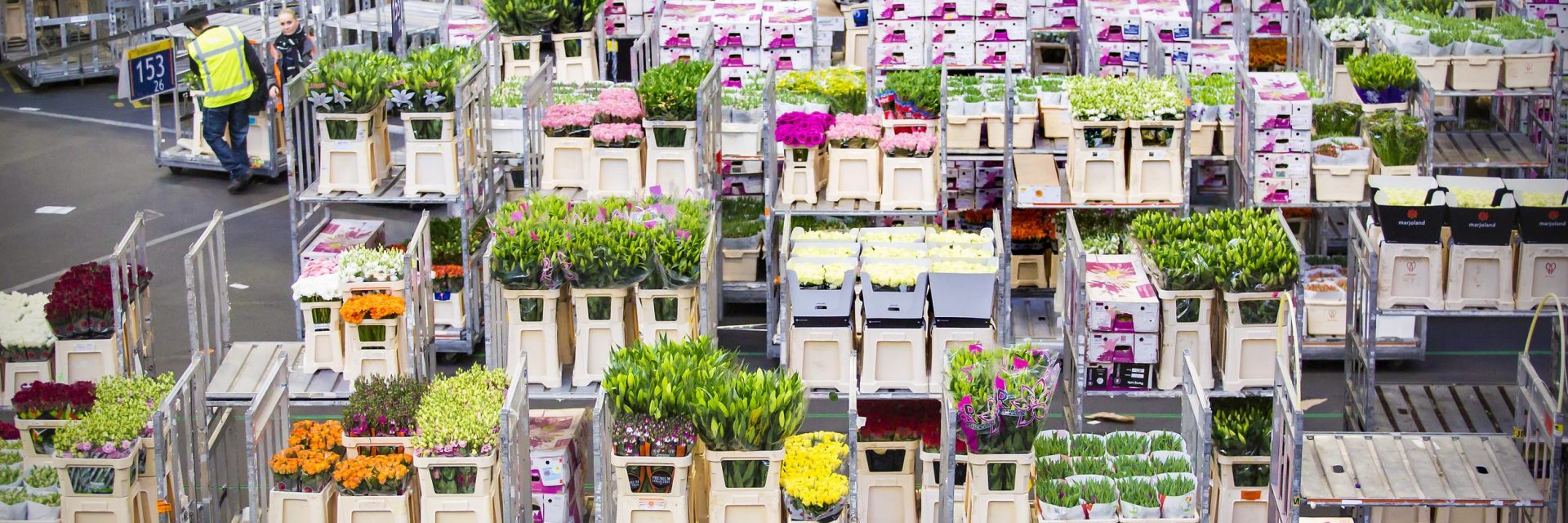 An Inside Look at the World’s Largest Flower Market Blueprint