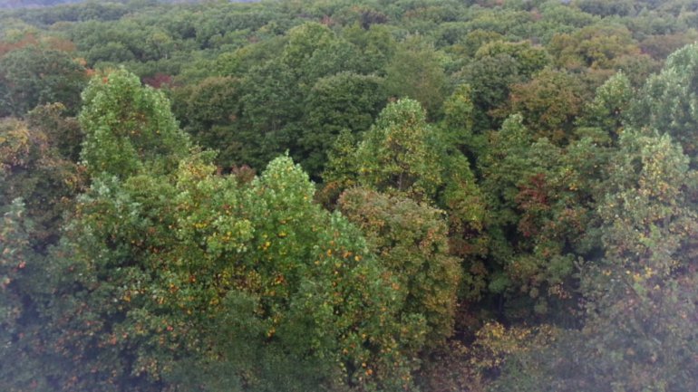 Brown County’s ‘leaf cam’ up and running to watch changing colors of