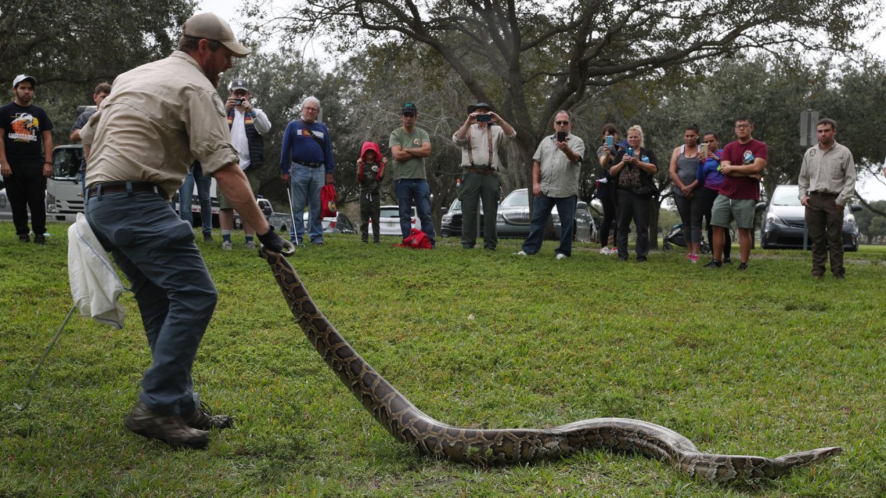 Hunters put squeeze on 80 snakes in Florida's annual Python Bowl WTTV CBS4Indy