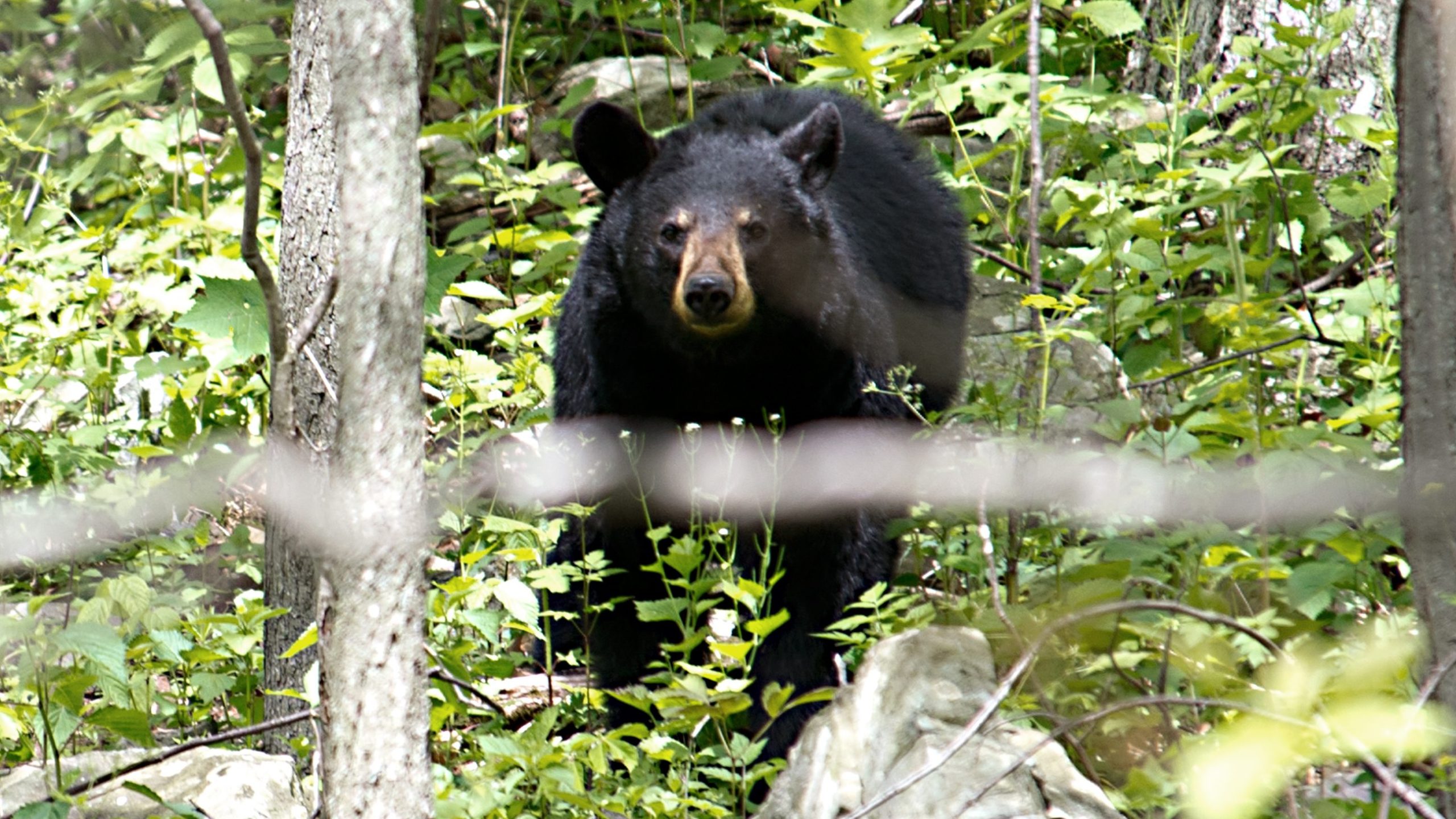 Black bear in north Kentucky may cross into Indiana, DNR says WTTV