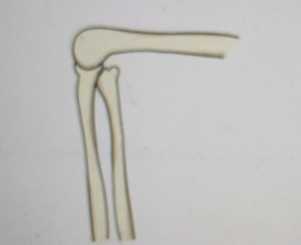 Chapter 5 Body Movements NCERT Class 6 Science Notes Bytes for