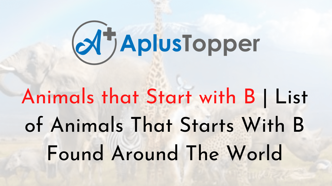 Animals that Start with B List of Animals That Starts With B Found