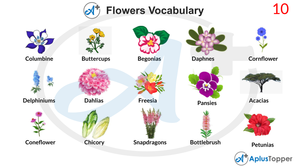Flowers Vocabulary List of Flower Names Vocabulary With Description