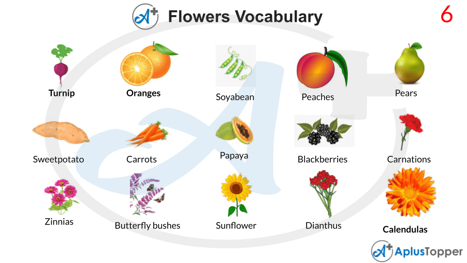 Flowers Vocabulary List of Flower Names Vocabulary With Description