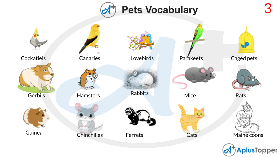 Pets Vocabulary English List of Pet Vocabulary With Description and Pictures CBSE Library