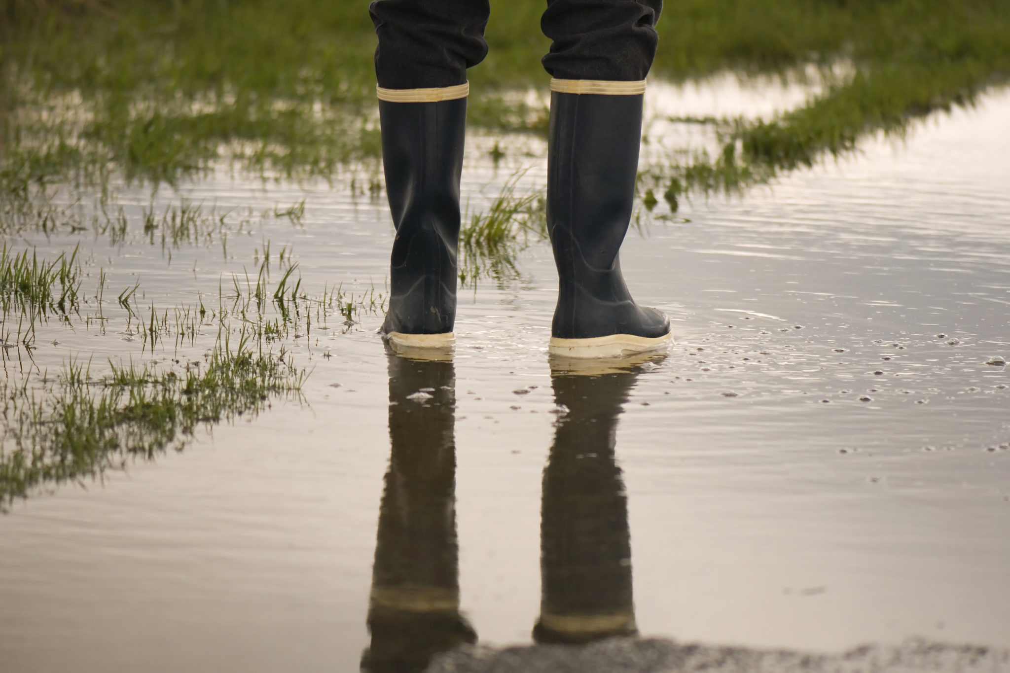 11 Ways To Get Rid Of Standing Water in Your Yard