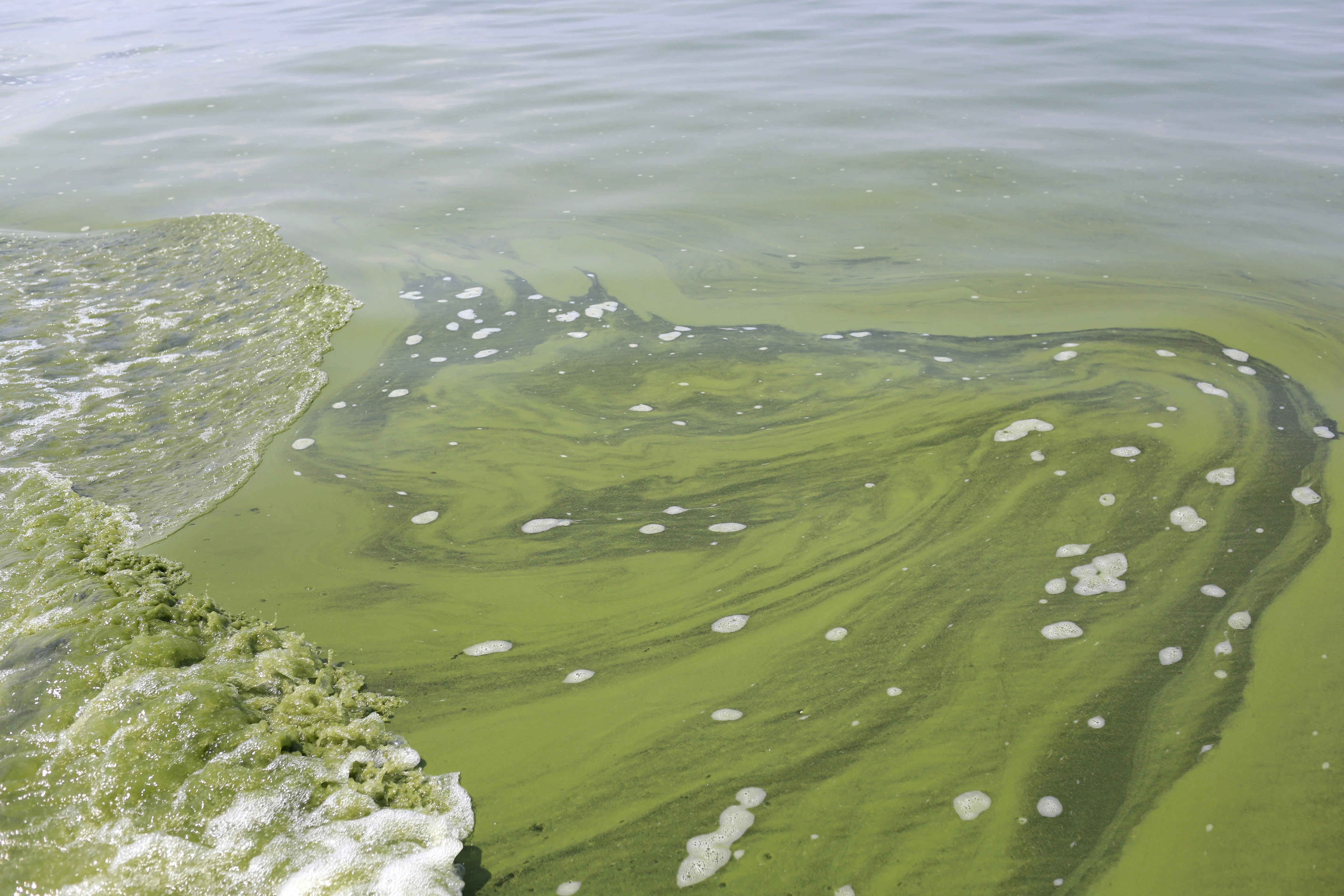 "Severe" algae bloom in store for Lake Erie CBS News