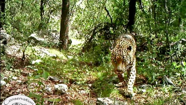 The club placed terry godwin on ir. Video shows El Jefe, only known US jaguar, roaming Arizona ...