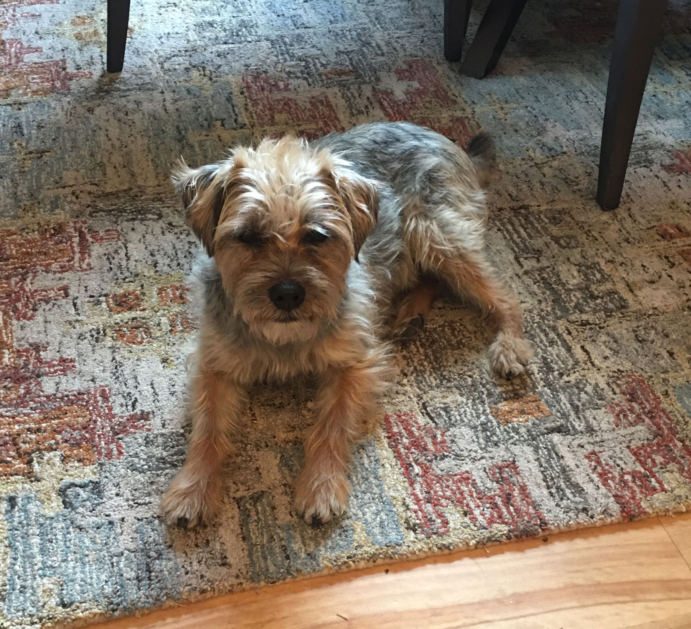 Border Terriers needing Adoption