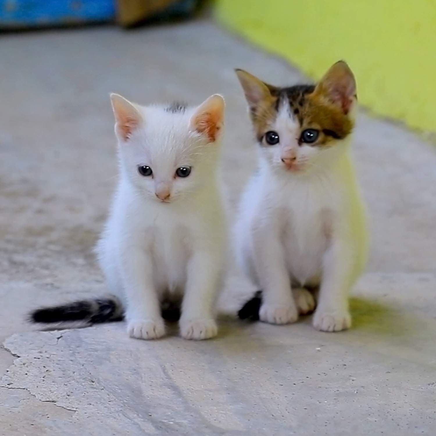 Best Animals To Keep At Home Which Are Low MaintenanceCBVAR