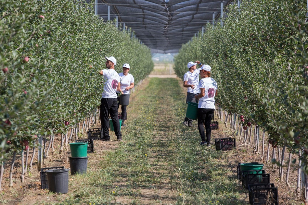 Cooperative "Pomona" Opens a Refrigeration Plant Business CBW