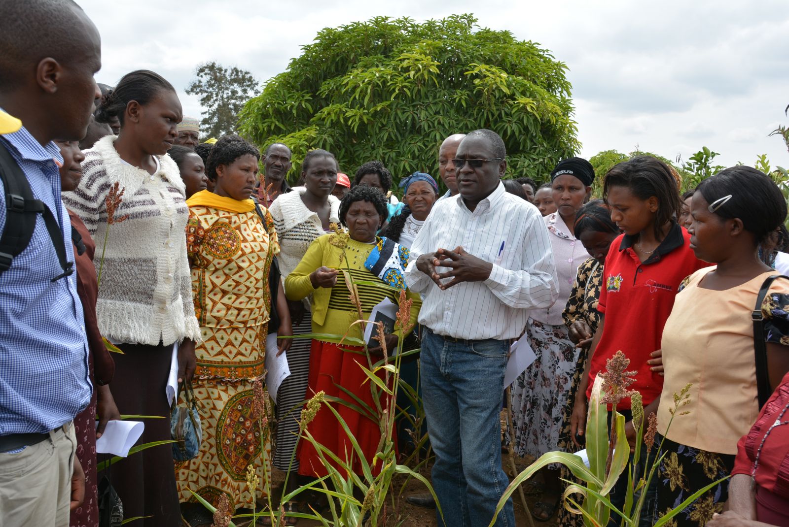 Trials of cereal and legume crops in Makueni and Nyando, Kenya