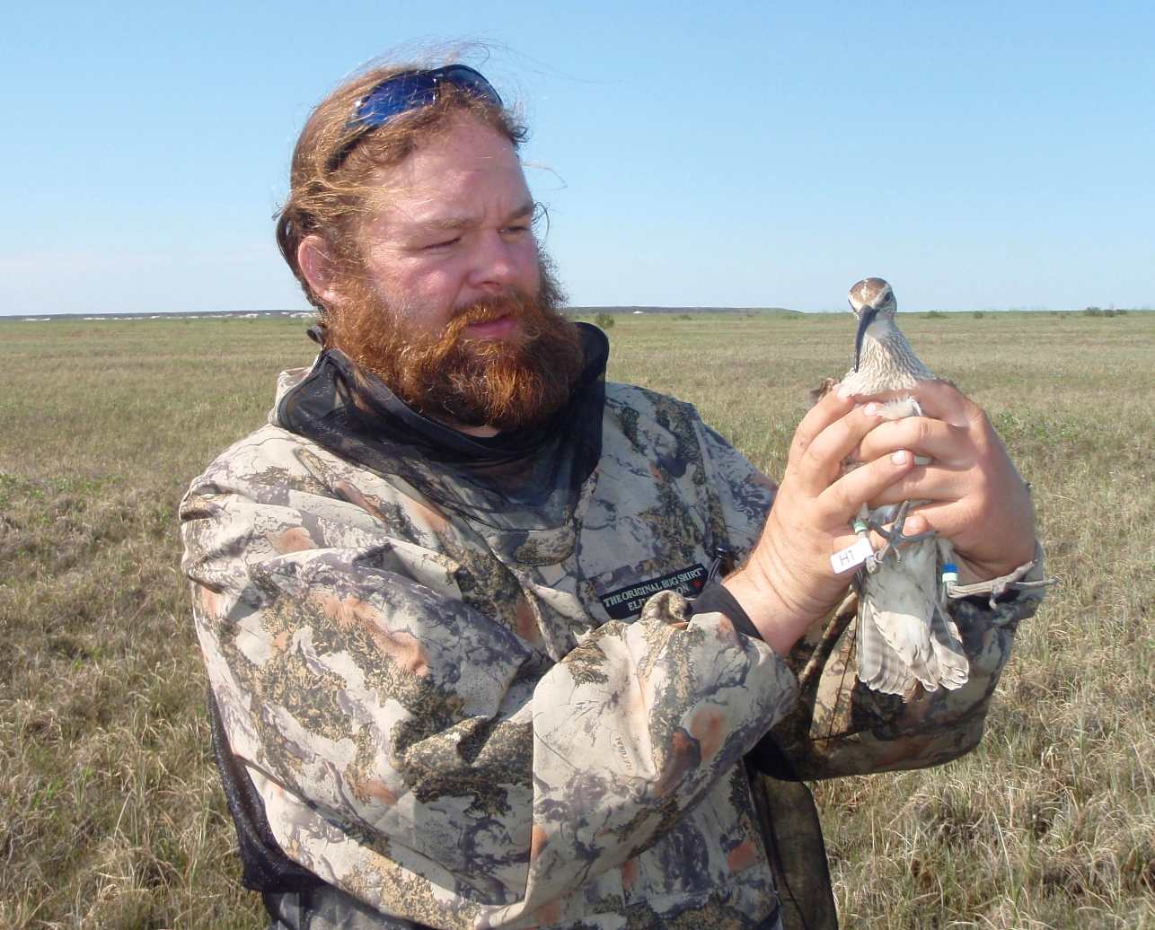 Mackenzie whimbrels complete third leg of unknown loop migration route